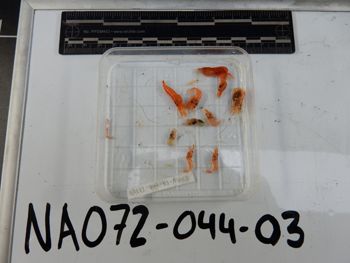 Media type: image;   Invertebrate Zoology 139217
